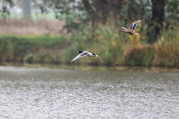 Stockenten fliegen &uuml;ber den See