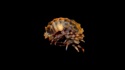 Amphipoda Brandtia latissima under a microscope, family Acanthogammaridae, endemic species living...