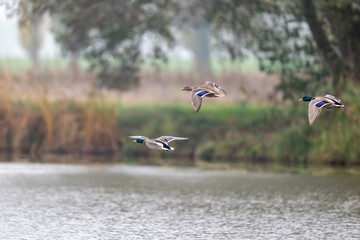 Stockenten fliegen über den See