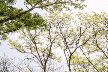 A scenic background of a tree with clear blue sky above. The natural elements of the tree and sky create a peaceful and refreshing outdoor atmosphere