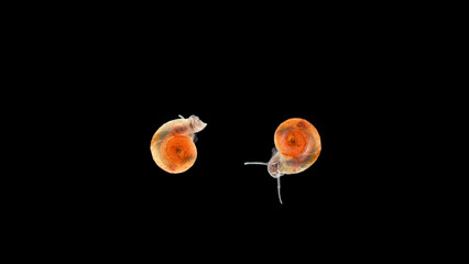 Snail Planorbis sp. under a microscope, family Planorbidae, order Pulmonata. They live in fresh...