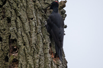 Schwarzspecht am Baumstamm