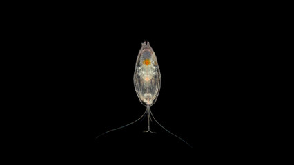 Ostracoda Halocyprida under the microscope, phylum Arthropoda, subclass Myodocopa, are planktonic organisms.