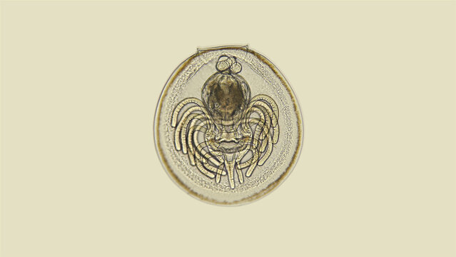 Placotrophic juvenile stage larva of the linguliform brachiopoda under a microscope, a type of the oldest marine invertebrate animal, resembles Bivalvia