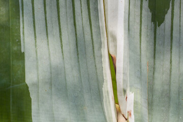 Variegated banana leaf with brown middle accents