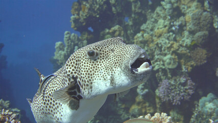 Fish Arothron stellatus, of the Tetraodontidae family. It has four strong teeth and feeds on molluscs and crustaceans. Contains a highly toxic poison, tetrodotoxin.