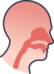Illustration of nose and throat cross-section showing airways.