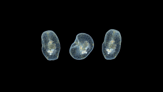 Worm Acoela under a microscope, class Turbellaria. One can see the statocyst: organ of balance and the perchyma, where food is digested. Indian Ocean