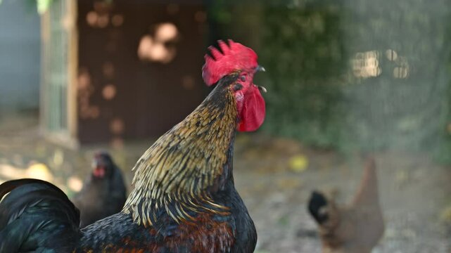Rooster crowing cock-a-doodle-doo in the morning, 4K