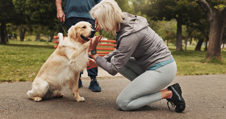Senior couple, dog or training in park for pet care, obedience or trust in relationship. People, animal adoption or outdoor with Golden retriever for behavior development, exercise or high five trick