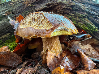 Fototapeta premium Boletus edulis - an edible fungus grows among the trees in the moss