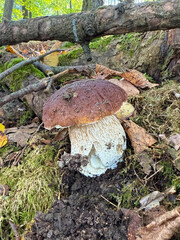 Boletus edulis - an edible fungus grows among the trees in the moss