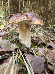 Boletus edulis - an edible fungus grows among the trees in the moss