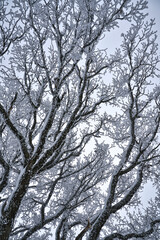 Tree branches covered with ice. View from below.