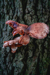Close up from a bunch of Mushrooms growing on a tree at Autumn. In a forest in The Netherlands.