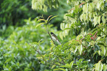 White-tailed American biter on a tree branch