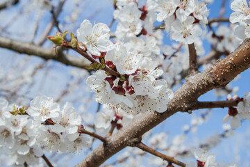 Spring cherry blossom tree