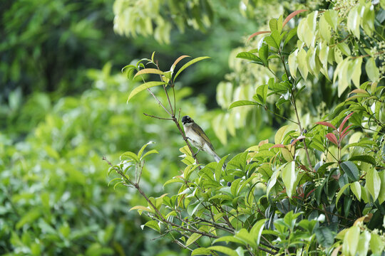 White-tailed American biter on a tree branch