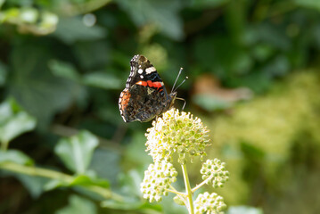 Red admiral butterfly (Vanessa Atalanta) perched on hedge (hedera helix) in Zurich, Switzerland