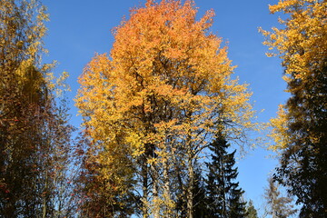 Fototapeta premium These trees are growing in a forest in sunny autumn day. The leaves of deciduous trees are in autumn colors.