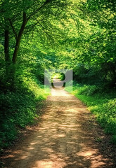 A sandy path through the grass growing in a pine forest morning in the forest green grass background
Nature product backdrop green backyard

