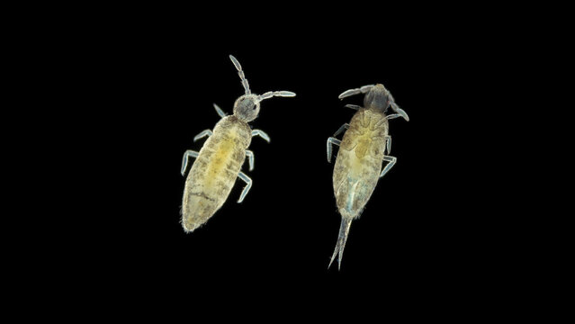Collembola insecta under a microscope, order Entomobryomorpha, possibly the family Entomobryidae. They live in moist soil, can jump, feed on organic matter, mushrooms, algae.