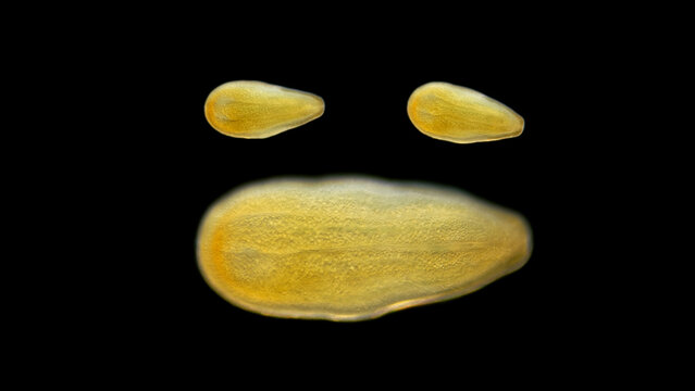 Coral larva- planula under a microscope, adult corals release free-floating larvae for the next generation to breed, they swim with cilia, at the end it burrows into the ground and begins to grow