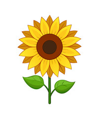 sunflower vector illustration