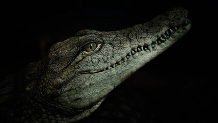Head of a crocodile close-up. The Reptilia class, predators, are good swimmers and can move fairly quickly on land.