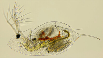 Crustacea Daphnia galeata under a microscope, water flea, is a zooplankton, the head looks like a pointed helmet, which, depending on the season, may decrease or increase. On foto the female with