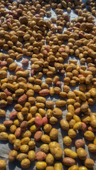 Numerous potatoes are drying in the sun on a large white surface, showing variations in size and color, indicating the natural drying process for canning or cooking. Potato background.