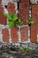 Small trees grow between the old bricks.
