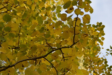 These are the branches and the leaves of an aspen tree in sunny day in October.