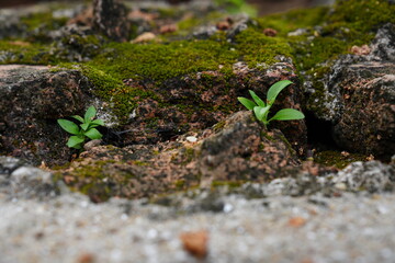 Small trees grow between the old bricks.