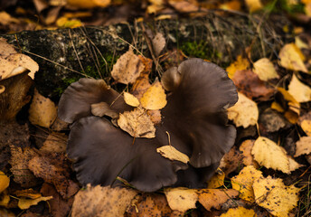 Flourishing oyster mushrooms on a fallen log in an autumn forest. The rich hues of the mushrooms create stunning contrast in the forest scene. The beauty of autumn captured in organic growth.