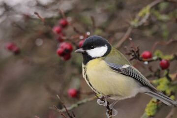 Great tit on a hawthorn bush