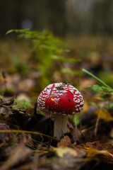 A fly agaric mushroom grows among fallen leaves and green grass in an autumn forest, creating a beautiful picture. Close-up of a fly agaric mushroom against the backdrop of an autumn landscape.