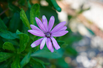 Fiore viola