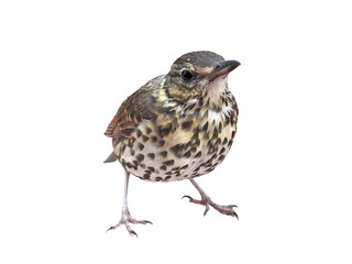Thrush bird looking at camera isolated png transparency