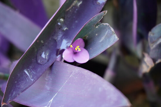 Fiore viola