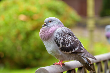 A rock pigeon (Columba livia) perched on metal railing in lush green park with soft daylight close up