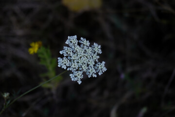Fiore bianco
