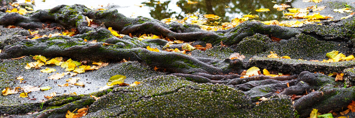 Large tree roots covered with moss penetrating deep cracks and jagged fractures in broken asphalt. Yellow autumn leaves scattered across the uneven surface. Side view