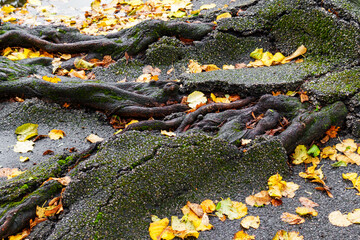 Top view of tree roots covered with moss breaking through aged asphalt surrounded by vibrant yellow autumn leaves. A display of nature's adaptability in urban settings