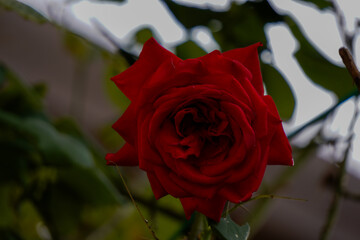 Rosa rossa