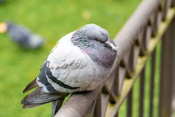 Wild pigeon (Columba livia) with ruffled feathers perched on a railing in tranquil park. Its serene posture and soft light reflect peaceful urban nature outdoors
