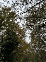 Tree branches with leaves fallen off