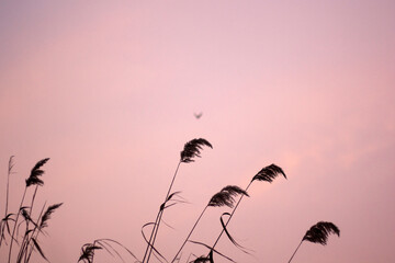 Obraz premium sunset on the beach