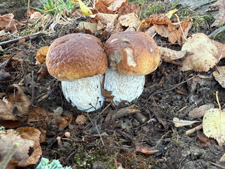 The twins of Boletus edulis - an edible fungus grows among the trees in the moss