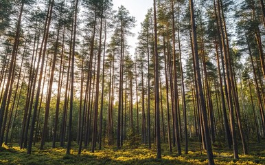 Spring Forest Landscape with Tall Pine Trees at Sunrise, AI generated illustration